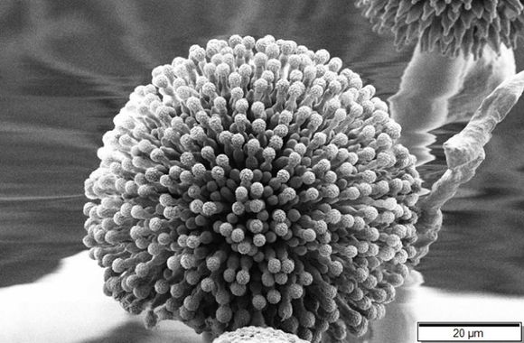 Aspergillus niger