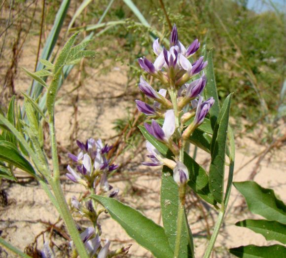 Licorice (Glycyrrhiza glabra) may help alleviate symptoms of dyspepsia