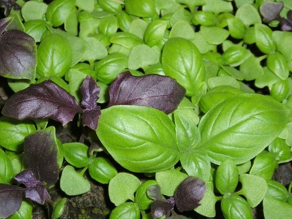 In addition to spice, basil (Ocimum basilicum) is also an herb