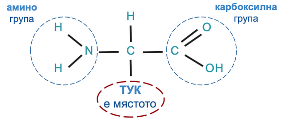 General formula of alpha-amino acids