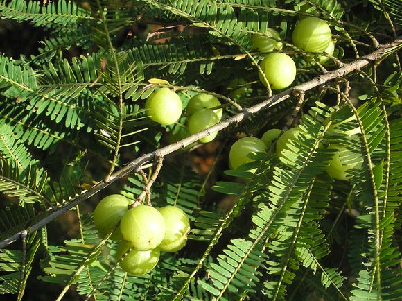 Растението Алма (Phyllanthus emblica) може да облекчи симптомите на лошото храносмилане