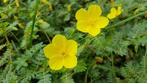 Tribulus terrestris what is the scientific evidence behind it s