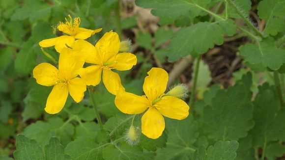 Змийско мляко (Chelidonium majus) против диспепсия, лошо храносмилане